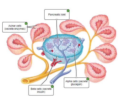 Pancreas and Islets of Langerhans